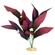 Br Plant African Sword  1