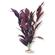 Br Plant African Sword  4