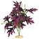 Br Plant Amazon Butterfly 1