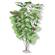 Br Plant Broad Lily Leaf  1