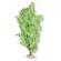 Br Plant Fountain Fern Xl  3