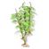 Br Plant Melon Leaf Cluster 1