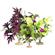 Plant - Amazon & African Clusters 2