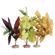 Plant - Amazon & African Clusters 3