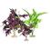 Plant - South American Flowering Cluster 1