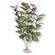 Plant - South American Rift Cluster w/Buds (Plum) 2