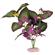Plant - South American Rift Cluster w/Buds (Plum) 3