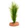 Plant - Soft Foxtail (Emerald Green) 2