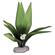 Plant - Flowering Sword Leaf Cluster (Green) 1