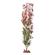 Io Seagarden Fw Nesaea 24 1