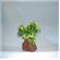 Rocky 1 Color Lava Plant  2