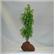 Rocky 1 Green Lava Plant  1