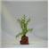 Rocky 1 Green Lava Plant  2