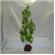 Rocky 1 Green Lava Plant  3