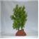 Rocky 2 Green Lava Plant  1