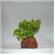 Rocky 2 Green Lava Plant  2