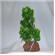 Rocky Air Green Lava 2 Plants 1