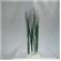 Rocky Green Eel Cluster 12-13 1