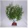 Rocky Green Lava Sup.Plant 20 1