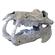 Br Hippo Skull 2