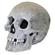Br Lifelike Human Skull 1