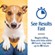 PetArmor for Dogs 9