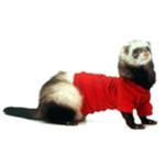 Ferret T-Shirt
