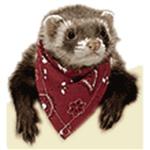 Ferret Bandana