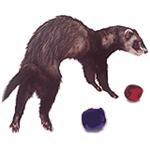 Balls & Fetching Toys
