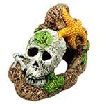 Skull With Starfish