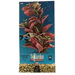 Seagarden Ludwigia