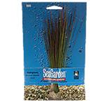 Seagarden Hairgrass
