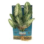 Seagarden Red Arrowhead