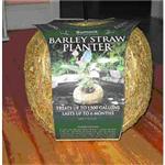 Summit Pond Barly Straw Planter 