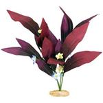 Br Plant African Sword 