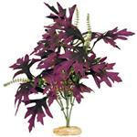 Br Plant Amazon Butterfly