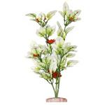 Br Plant Flowering Melon