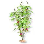 Br Plant Melon Leaf Cluster