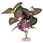 Plant - South American Rift Cluster w/Buds (Plum)