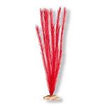 Plant - Soft Foxtail (Red)
