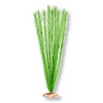 Plant - Soft Foxtail (Emerald Green)