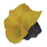 Io Seagdn Anemone Elephant 