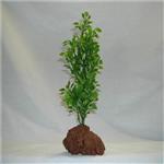 Rocky 1 Green Lava Plant 