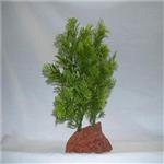 Rocky 2 Green Lava Plant 