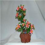 Rocky Air Color Lava 2 Plants