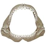 Br Great White Shark Jaws Sm