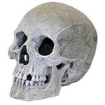 Br Lifelike Human Skull