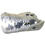 Br Nile Crocodile Skull