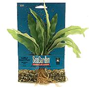 Seagarden Aponogeton Best Price