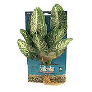 Seagarden Red Arrowhead Best Price